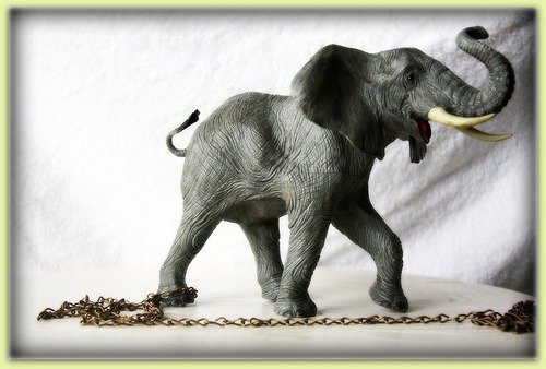 elephant in chain