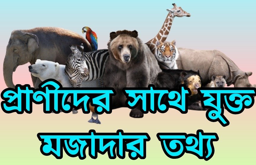প্রাণীদের অবাককরা তথ্য AMZING FACTS OF ANIMALS IN BENGALI ANIMALS AMAZING FACTS IN BENGALI BENGALI AMAZINGA FACTS TOP NEW 50 AMAZING FACTS