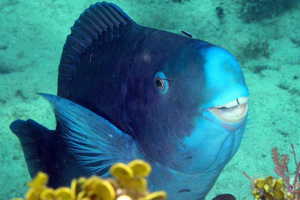 Blue Parrotfish ব্লু প্যারট ফিস আজব প্রাণী, প্রাণীজগতের অবাক করা তথ্য, ajob prani, weired animals, অজানা প্রাণীজগত, 