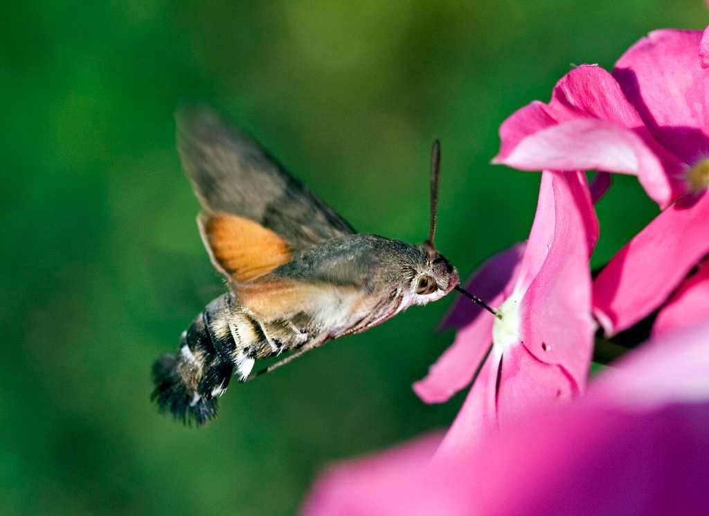 hummingbird hawk-moth বা হামিংবার্ড মথ আজব প্রাণী ajob prani