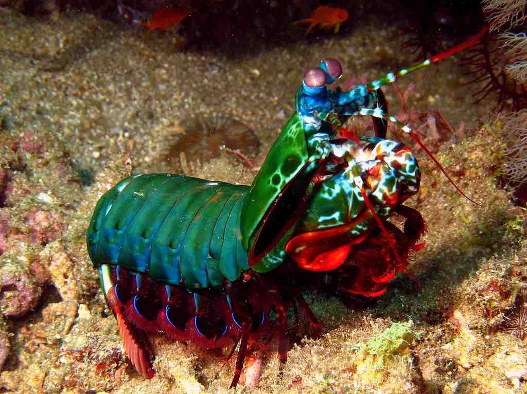 চিংড়ি বা Mantis Shrimp weired animal