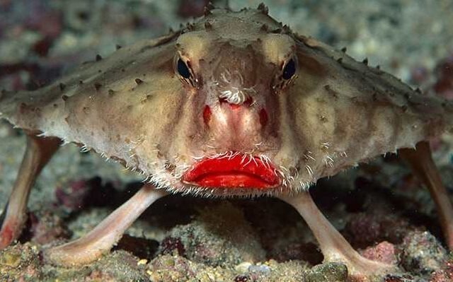 লাল ঠোঁট যুক্ত ব্যাটফিশ বা Red-lipped Batfish আজব প্রাণী 