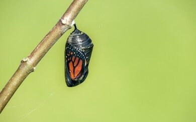 বাংলা মোটিভেশনাল স্টোরি butterfly cocon