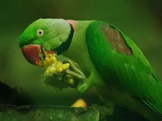 akbar birbal story in bengali parrot 
